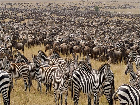 Africa Nature Animals (32)